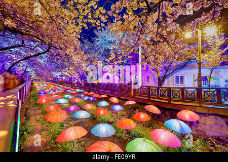 Fiori di Ciliegio sakura durante la notte, la città di Busan in Corea del Sud Foto Stock