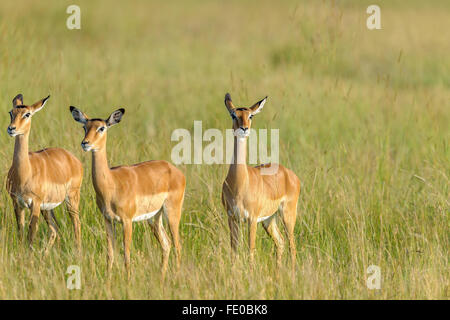 Impala mandria nel Masai Mara Foto Stock