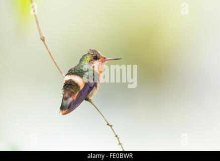 Tufted coquette hummingbird (Lophornis ornatus) femmina appollaiato sul ramo, Trinidad, Caraibi Foto Stock