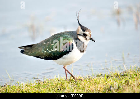 Pavoncella, Vanellus vanellus, REGNO UNITO Foto Stock