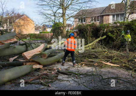 I contraenti segare fino un caduto faggio in Haughton Lane, Shifnal, Shropshire, Regno Unito, dovuta alla tempesta Henry. Foto Stock