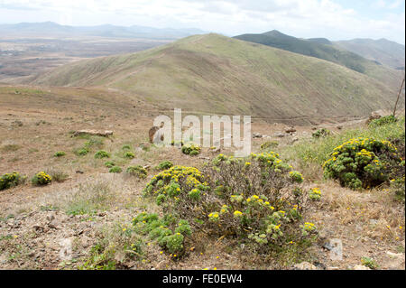 Mirador de Morro Velosa, Fuerteventura, Spagna Foto Stock