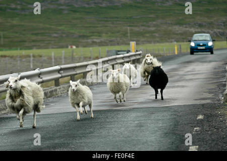 Islanda street che mostra un gruppo di pecore in fuga da un auto Foto Stock