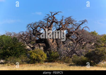 Un grande baobab africani in piedi sul kubu island in Botswana. Foto Stock