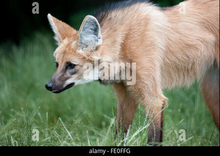 Crisocione, Chrysocyon brachyurus, Sud America Foto Stock