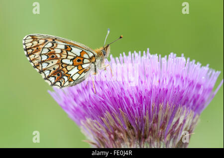 Piccola perla confina Fritillary Butterfly, clossiana selene f.hela, Finlandia Foto Stock