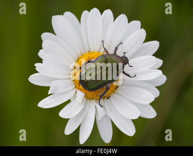 Rose Chafer Beetle, Cetonia aurata, Finlandia Foto Stock