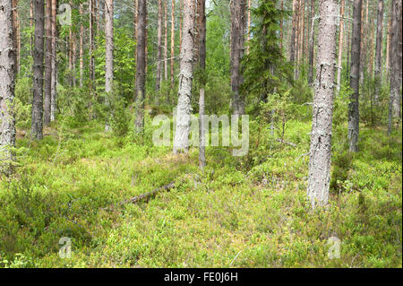 Foresta di Pini, Hiidenportti National Park, Finlandia Foto Stock