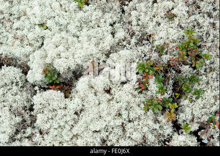 Licheni delle renne, Cladonia rangiferina, Hiidenportti National Park, Finlandia Foto Stock