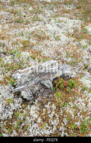 Licheni delle renne, Cladonia rangiferina, Hiidenportti National Park, Finlandia Foto Stock