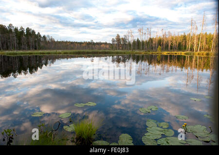 Piccolo lago in tarda serata luce, Finlandia Foto Stock