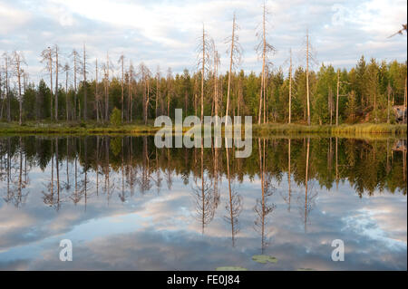 Piccolo lago in tarda serata luce, Finlandia Foto Stock