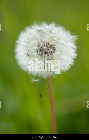 Tarassaco seme head, Taraxacum officinale, Kuhmo, in Finlandia Foto Stock