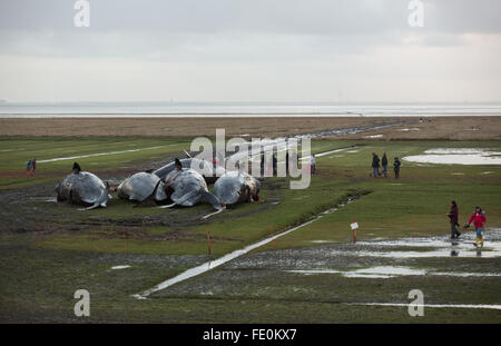 Kaiser-Wilhelm polder, Germania. 3 febbraio, 2016. Visitatori guardare morti capodogli dietro l'argine a velme vicino alla Kaiser-Wilhelm polder in Germania, il 3 febbraio 2016. Esperti ha iniziato la rimozione del 8 capodoglio cadaveri scoperto sulle velme vicino Dithmarschen oggi. Credito: dpa picture alliance/Alamy Live News Foto Stock