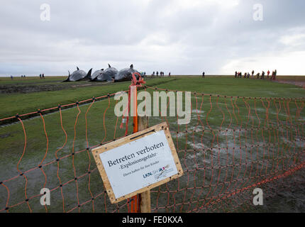 Kaiser-Wilhelm polder, Germania. 3 febbraio, 2016. Visitatori guardare morti capodogli dietro un argine al velme vicino alla Kaiser-Wilhelm polder in Germania, il 3 febbraio 2016. Esperti ha iniziato la rimozione del 8 capodoglio cadaveri scoperto sulle velme vicino Dithmarschen oggi. Credito: dpa picture alliance/Alamy Live News Foto Stock