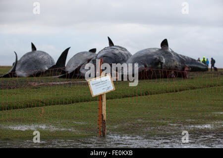 Kaiser-Wilhelm polder, Germania. 3 febbraio, 2016. Visitatori guardare morti capodogli dietro l'argine a velme vicino alla Kaiser-Wilhelm polder in Germania, il 3 febbraio 2016. Esperti ha iniziato la rimozione del 8 capodoglio cadaveri scoperto sulle velme vicino Dithmarschen oggi. Credito: dpa picture alliance/Alamy Live News Foto Stock