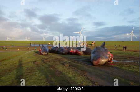 Kaiser-Wilhelm polder, Germania. 3 febbraio, 2016. Visitatori guardare morti capodogli dietro l'argine a velme vicino alla Kaiser-Wilhelm polder in Germania, il 3 febbraio 2016. Esperti ha iniziato la rimozione del 8 capodoglio cadaveri scoperto sulle velme vicino Dithmarschen oggi. Credito: dpa picture alliance/Alamy Live News Foto Stock