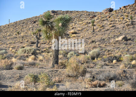 Joshua tree nella Death Valley, California Foto Stock