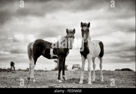 Due giovani coraggiosi Bodmin pony sul moor squadratura fino al fotografo. Convertito in B+W e leggermente tonica. Foto Stock