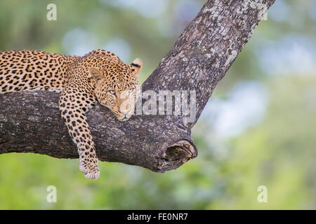 Maschio di Leopard giacente su di un ramo Foto Stock