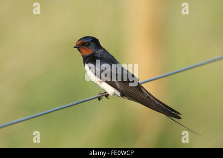 Swallow di granaio Foto Stock