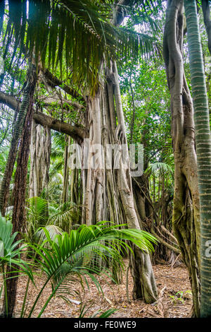 Isola di Lord Howe nel Mare di Tasman, giganteschi alberi di banyan (Ficus macrophylla) Foto Stock
