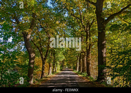 Oak Alley, farnia (Quercus robur) alberi in autunno, vicino Dangast, Frisia, Bassa Sassonia, Germania Foto Stock