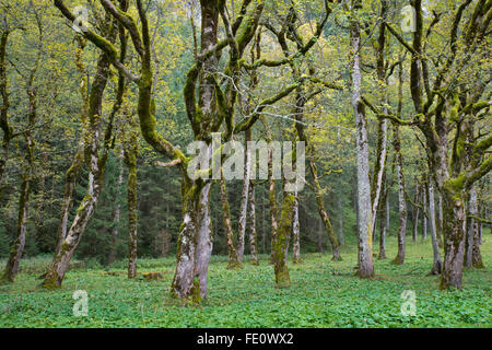 Mossy tronchi di albero di platano o acero di monte (Acer pseudoplatanus), Großer Ahornboden, Karwendel, Tirolo, Austria Foto Stock