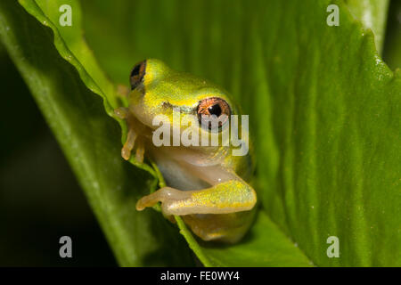 Boophis tephraeomystax (Boophis tephraeomystax) seduta sulla foglia, Antananarivo, Highlands Centrali, Madagascar Foto Stock