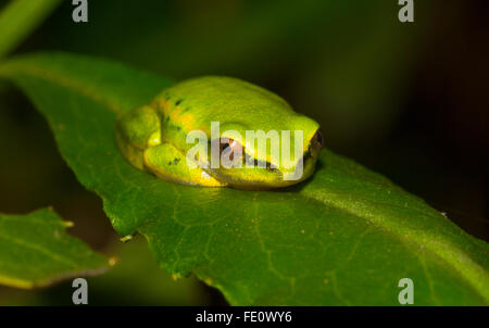 Madagascar (rana Boophis tephraeomystax) seduta sulla foglia, Antananarivo, Highlands Centrali, Madagascar Foto Stock