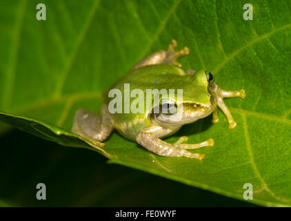 Madagascar (rana Boophis tephraeomystax) seduta sulla foglia, Ambalavao, Southern Highlands, Madagascar Foto Stock