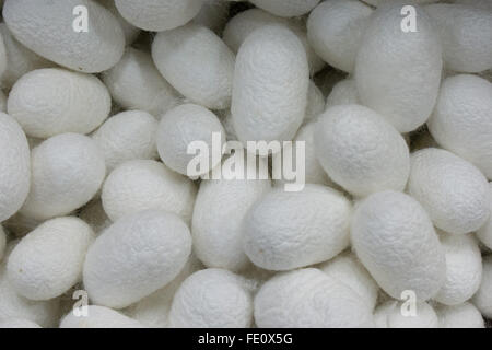 Bozzoli di seta in una seta rendendo la fabbrica in Giappone Foto Stock