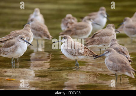 Willets (Tringa semipalmata) in piedi in acqua poco profonda Foto Stock