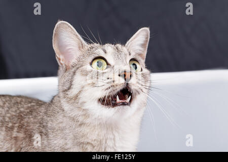 Gatto grigio meows tabby Shorthair Foto Stock