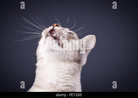 Gatto grigio meows tabby Shorthair Foto Stock