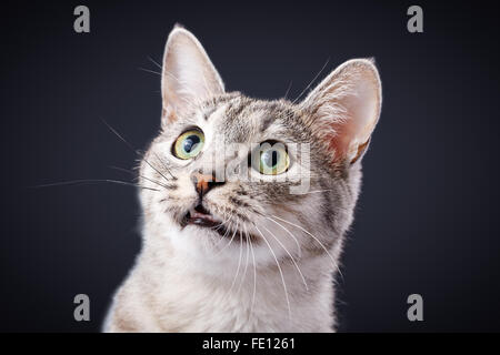 Gatto grigio meows tabby Shorthair Foto Stock