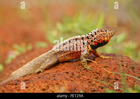 Lava maschio Lizard (Microlophus albemarlensis) su North Seymour Island, Galapagos National Park, Ecuador Foto Stock