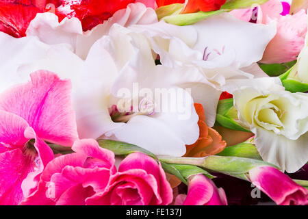 Gladiolus sfondo floreale Foto Stock