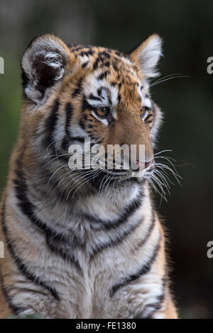 Tigre Siberiana Cub (Panthera Tigris Altaica) Foto Stock