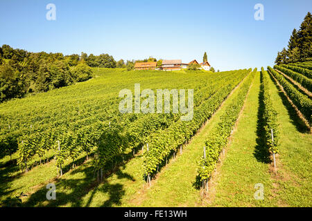 I vigneti e la cantina lungo il sud della Stiria Strada del vino in autunno, Austria Europa Foto Stock