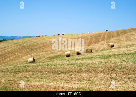 Campo dei colli di fresco round balle di fieno Foto Stock