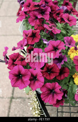 X Petunia hybrida o noto come onda d'urto o Deep Purple Petunia spargimento Foto Stock