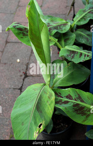 Raffreddare le banane Lady dito giovane banana Foto Stock