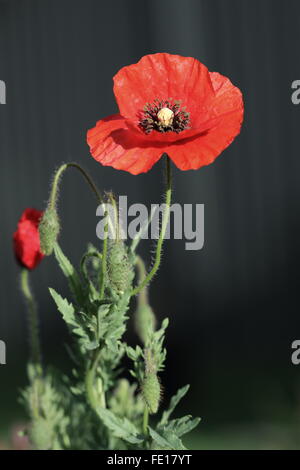 Close up di fioritura del papavero rosso delle Fiandre Foto Stock