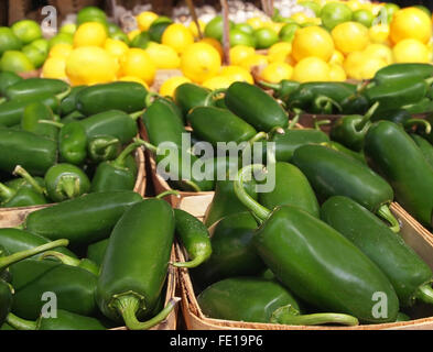 Cestini di fresco e caldo, verde peperoncini jalapeno in vendita presso un allevatore locale di mercato con gli agrumi in background. Foto Stock