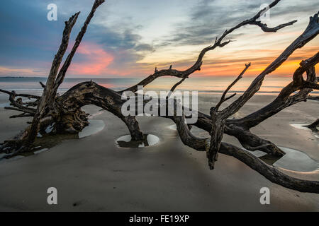 Albero di decadimento sulla spiaggia di Jekyll Island a sunrise Foto Stock