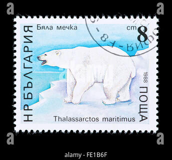 Francobollo dalla Bulgaria raffigurante un orso polare (Ursus maritimus) su un glaçon. Foto Stock