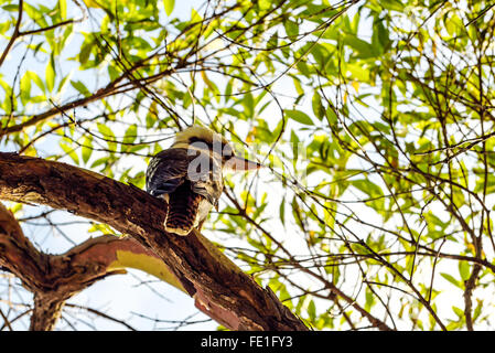 Kookaburra, bird -- Australian ridere kookaburra. Foto Stock