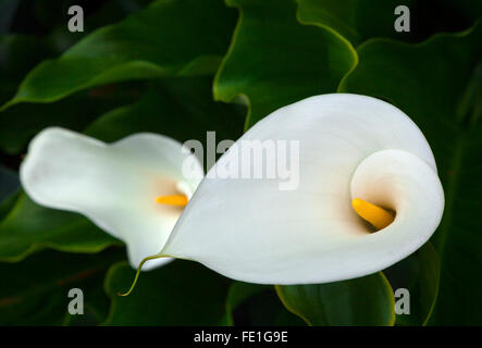 Close-up di Calla Lily (Zantedeschia aethiopica) Foto Stock