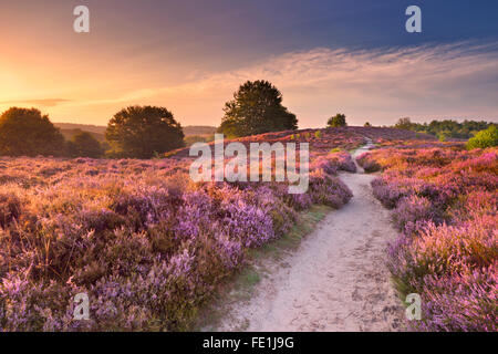 Un percorso attraverso infinite colline con blooming heather a sunrise. Fotografato alla Posbank nei Paesi Bassi. Foto Stock